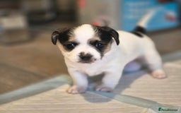 Mixed Breed dogs for sale: Jack chi puppies - Image 5