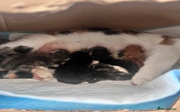 Domestic Shorthair cats for sale: 5 adorable kittens - Image 10