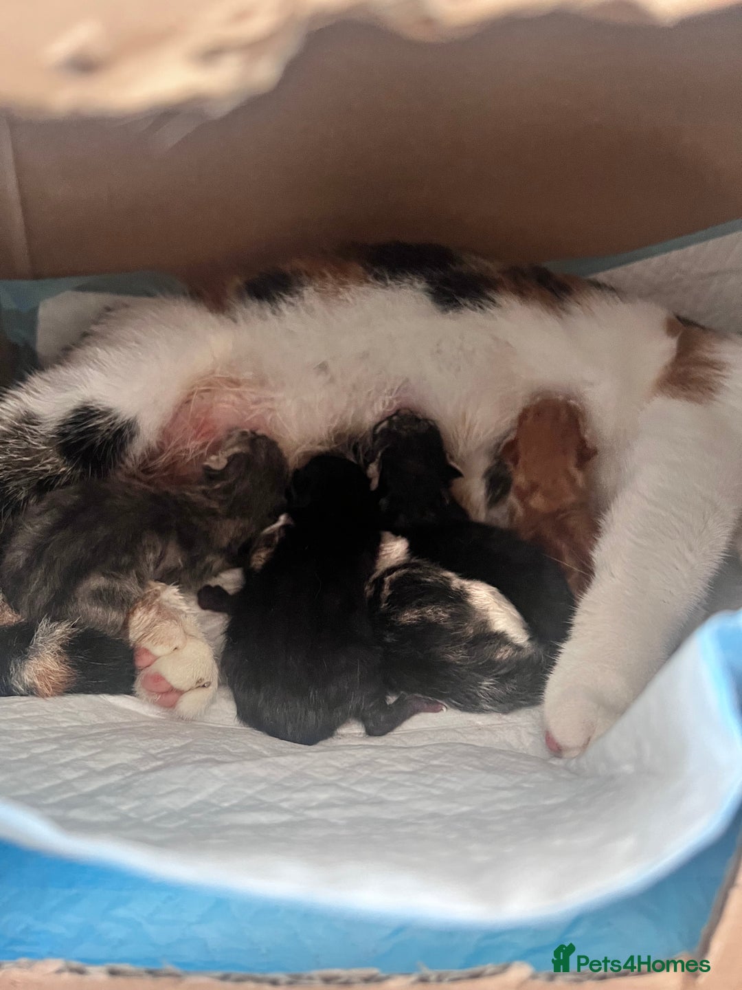 Domestic Shorthair cats for sale: 5 adorable kittens - Image 10