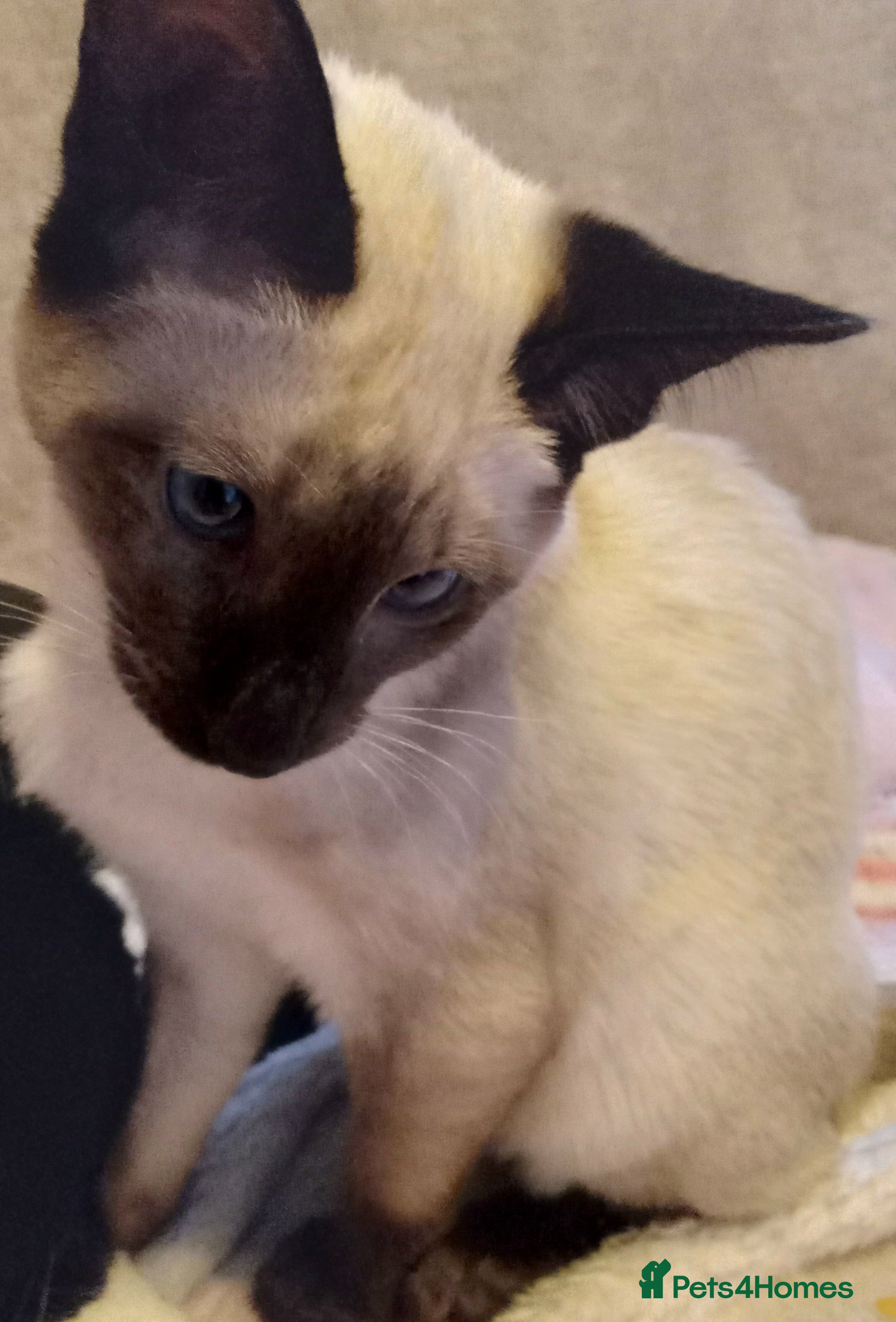 Siamese cats ❤️LOVING HOME WANTED FOR SIAMESE RUBY❤️ - Advert 1