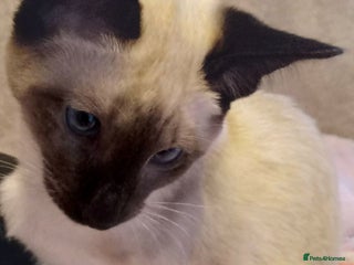 Siamese cats ❤️LOVING HOME WANTED FOR SIAMESE RUBY❤️ - Advert 1