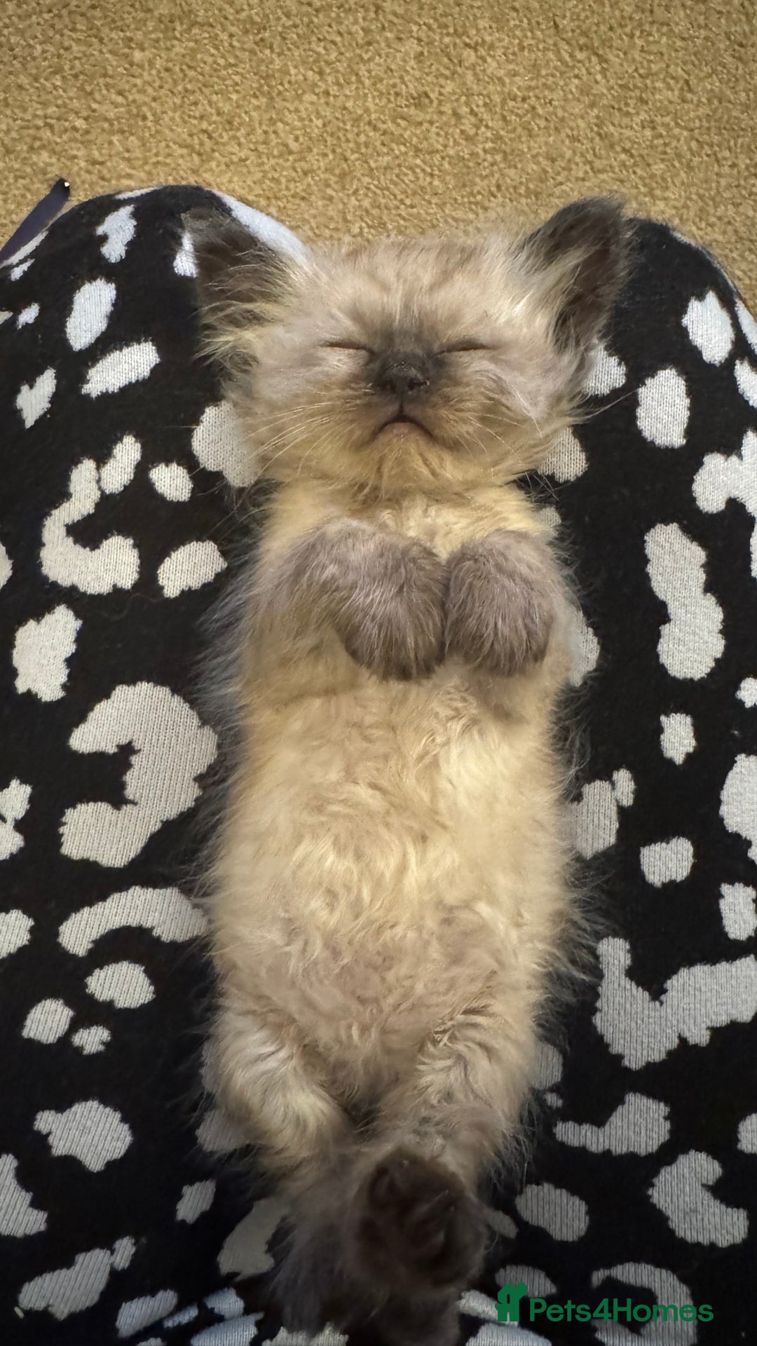 Ragdoll cats for sale: 2 beautiful female ragdoll kittens - Advert 9