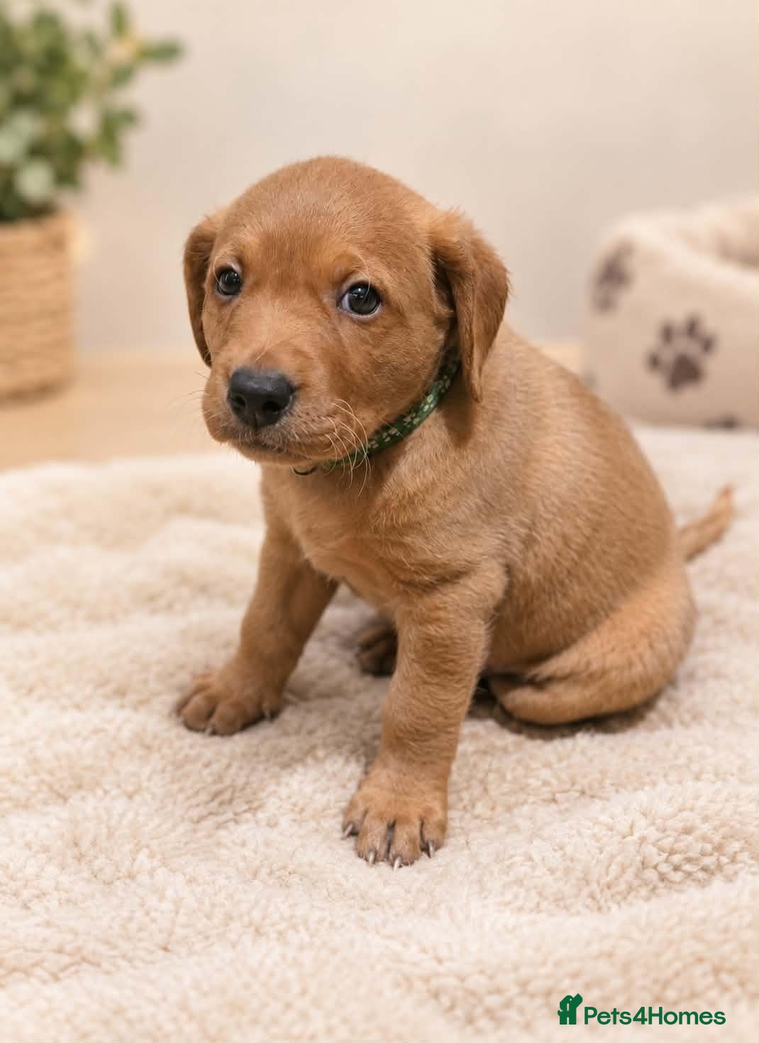 Labrador Retriever dogs LABRADOR PUPPIES ONLY 1 BOY 💚 LEFT - Advert 5