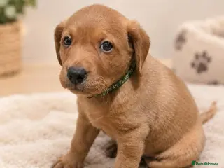 Labrador Retriever dogs LABRADOR PUPPIES ONLY 1 BOY 💚 LEFT - Advert 5