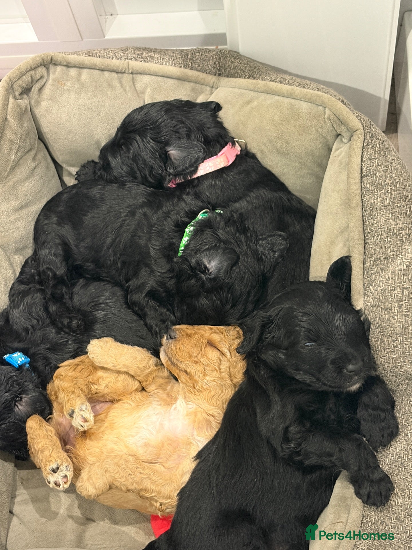 Australian Labradoodle dogs Multigenerational Australian labradoodles  - Advert 1