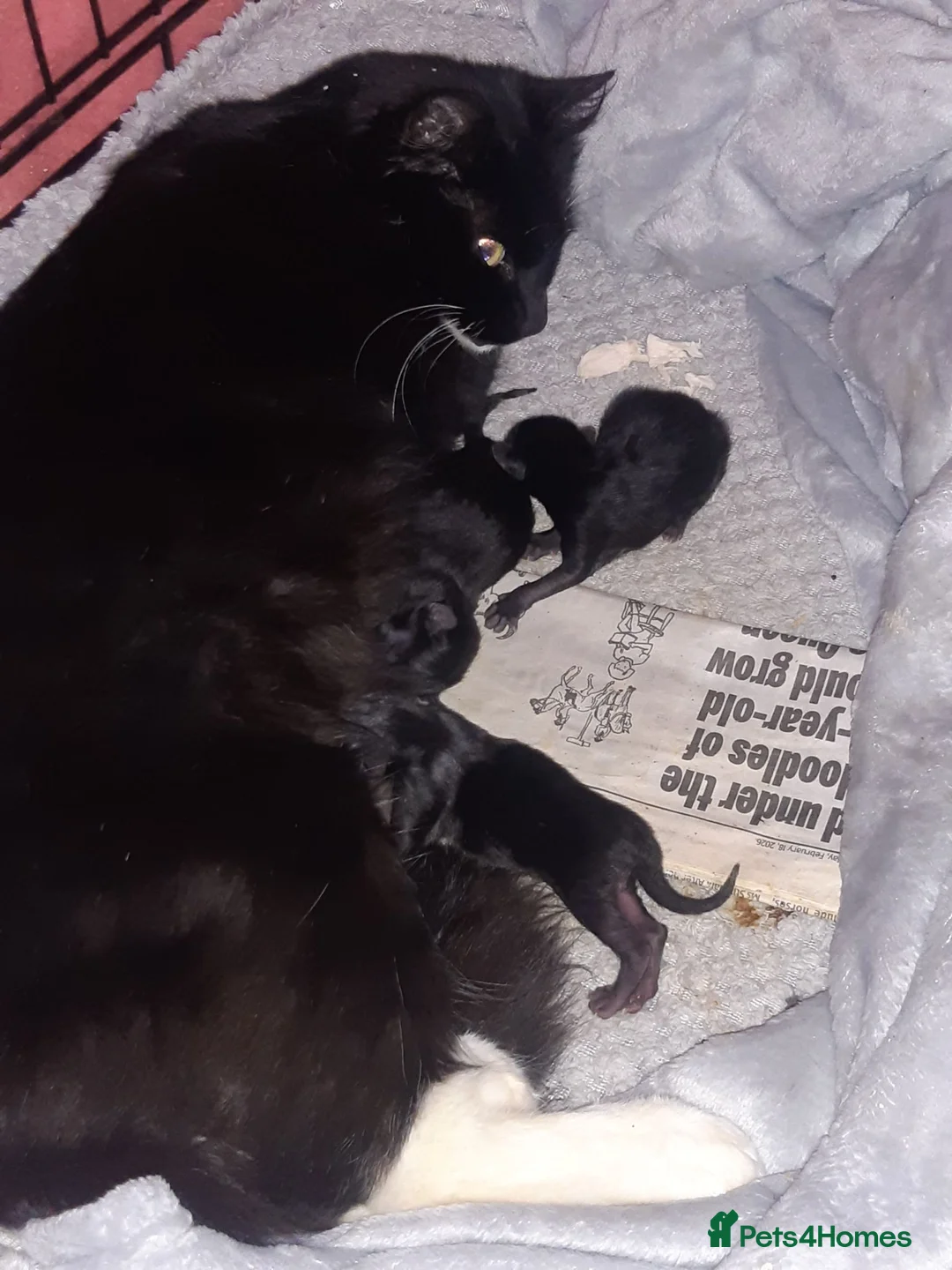Mixed Breed cats for adoption: 3 Lovely rescue kittens in Potters Bar - Advert 6