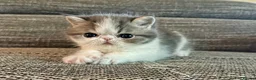 Exotic cats for sale: Outstanding Exotic Shorthair Kittens - Advert 17