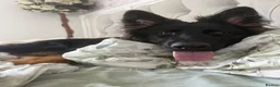 German Shepherd dogs for sale: 2 young beautiful German shepherd pups  - Advert 33