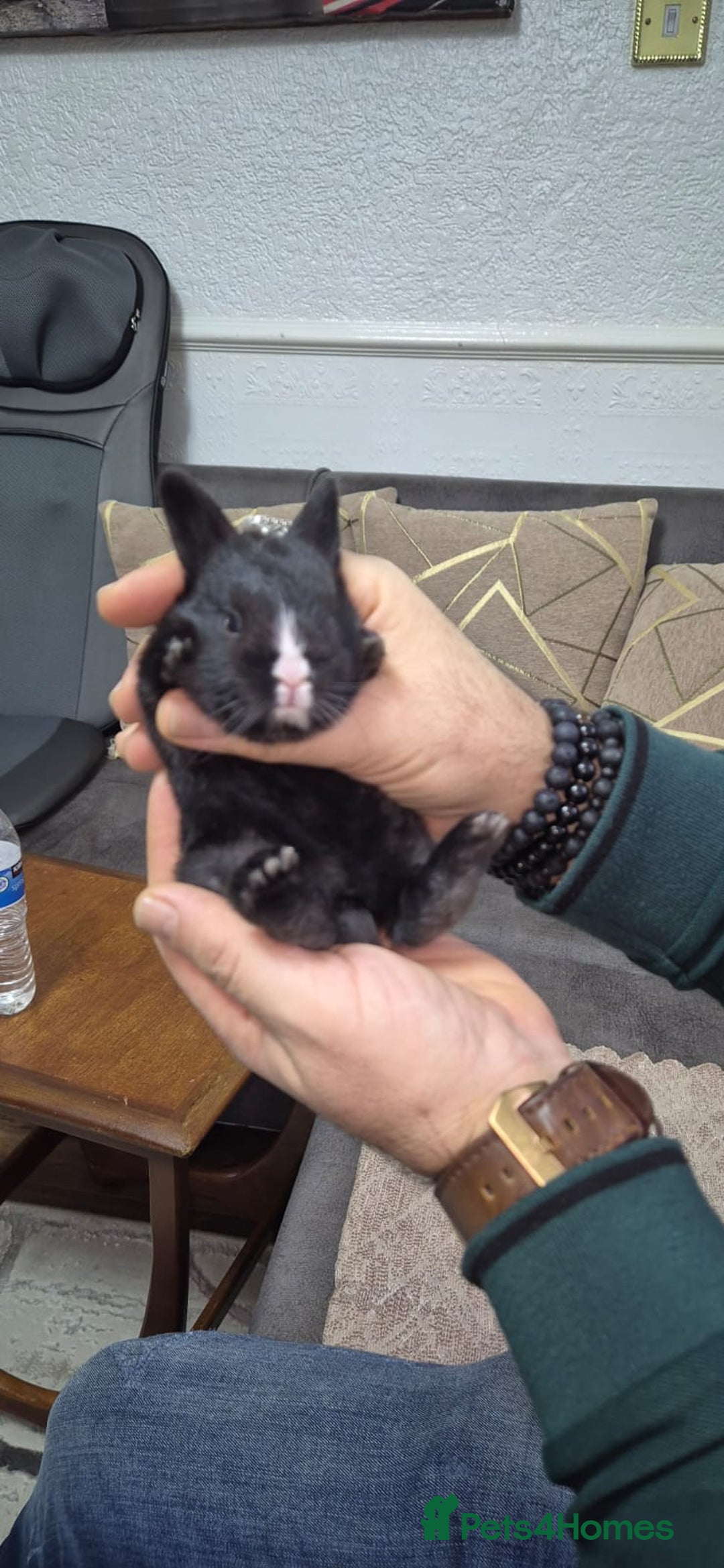 Tri Coloured Dutch rabbits for sale: They are 22 days old and mix Dutch and Rex  - Advert 10