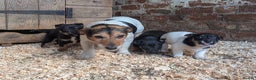 Jack Russell dogs for sale: Jack Russel Puppies for sale - Advert 8