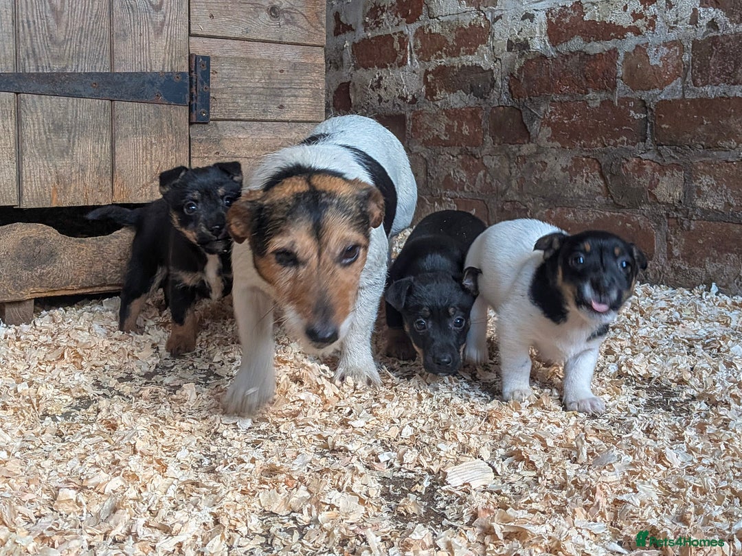 Jack Russell dogs for sale: Jack Russel Puppies for sale - Advert 8
