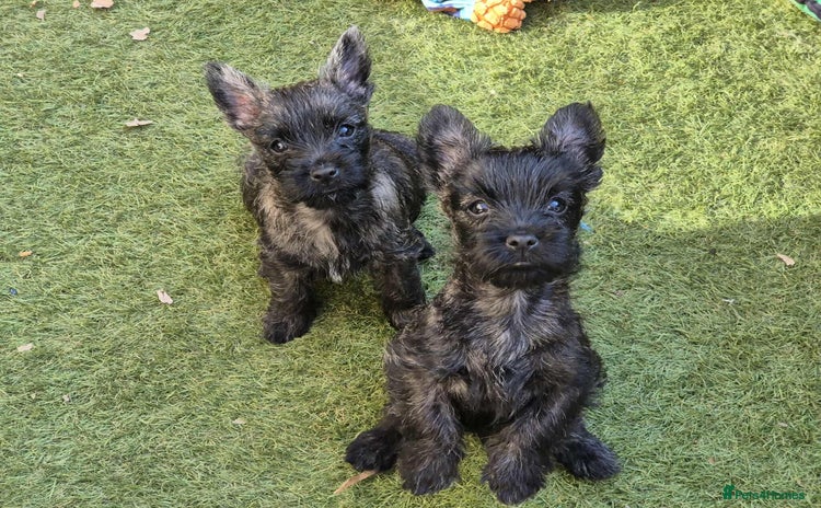 Cairn Terrier dogs - Advert 1
