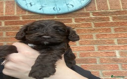 Cockapoo dogs for sale: Gorgeous F1 cockerpoo  - Image 4