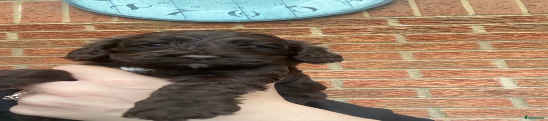 Cockapoo Puppy 1