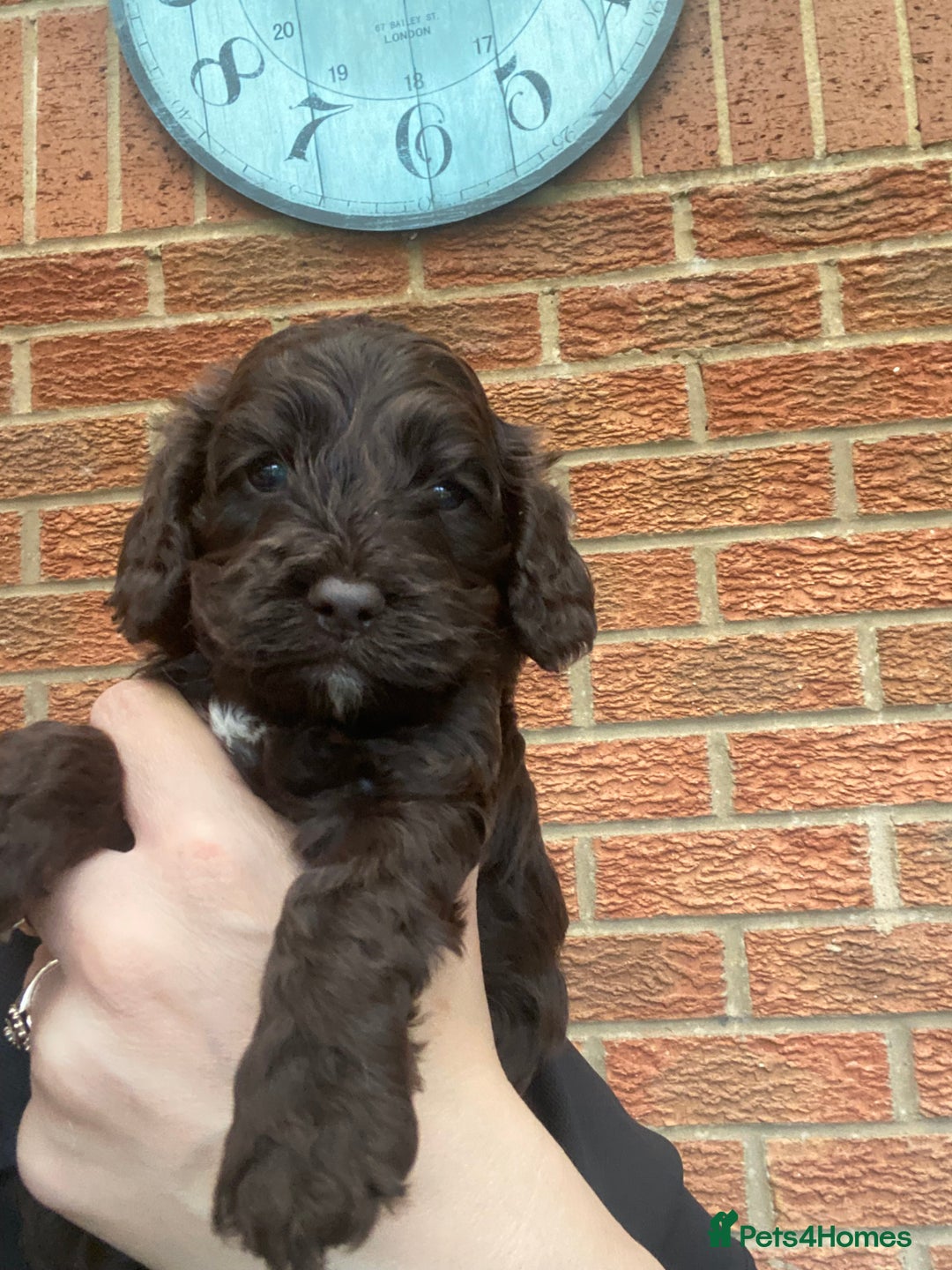 Cockapoo dogs for sale: Gorgeous F1 cockerpoo  - Image 4