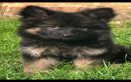 German Shepherd dogs for sale:  kc health tested long haired German shepherd pups - Image 27