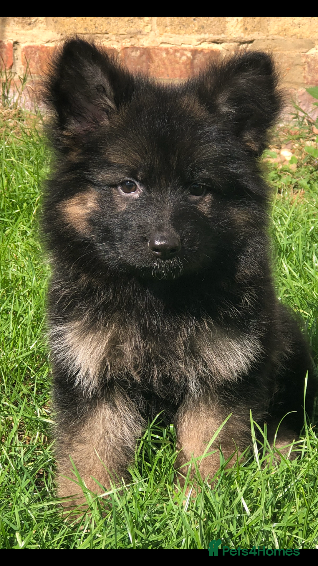 German Shepherd dogs for sale:  kc health tested long haired German shepherd pups - Image 27