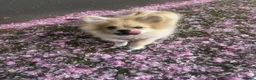 Pomeranian dogs for sale: 18 week old Pomeranian puppy - Advert 4