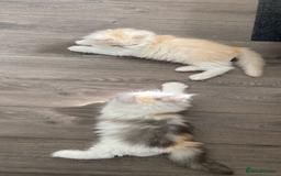 British Longhair cats for sale:  😻 BEAUTIFUL BLH 😻 2 boys READY TO LEAVE  in Milton Keynes - Image 38
