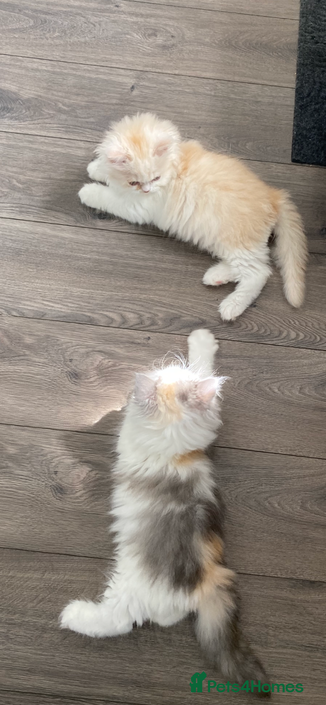 British Longhair cats for sale:  😻 BEAUTIFUL BLH 😻 2 boys READY TO LEAVE  in Milton Keynes - Image 38
