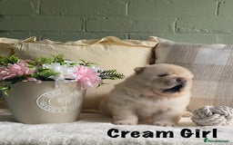 Chow Chow dogs for sale: 🌟Quality Chow Chow Puppies-ChampionLines🌟 - Image 19