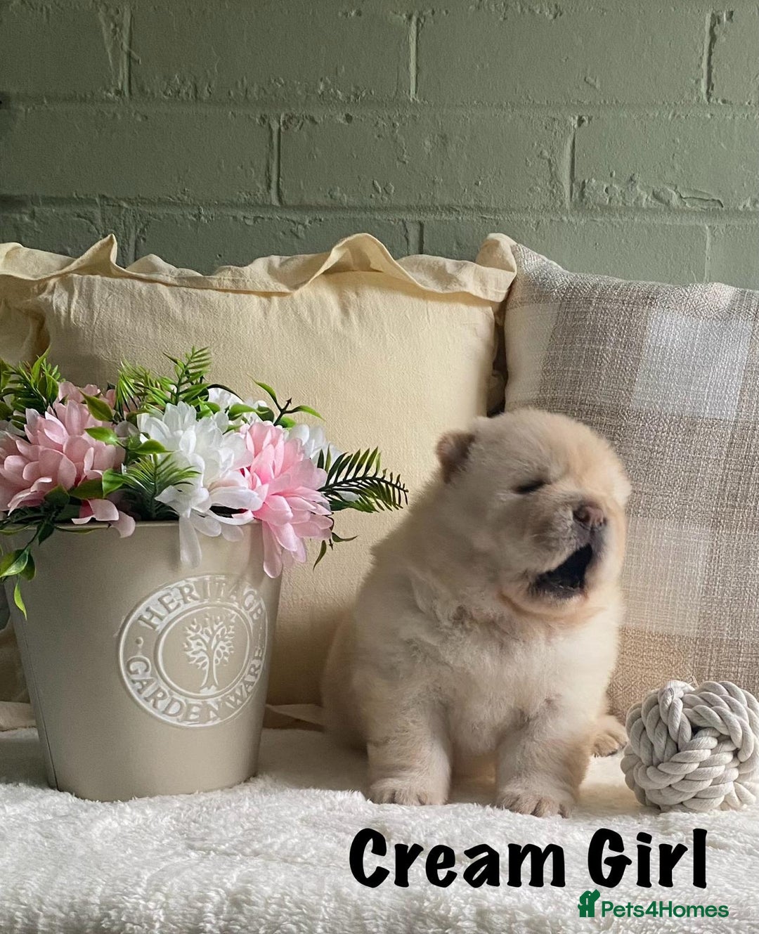 Chow Chow dogs for sale: 🌟Quality Chow Chow Puppies-ChampionLines🌟 - Image 19
