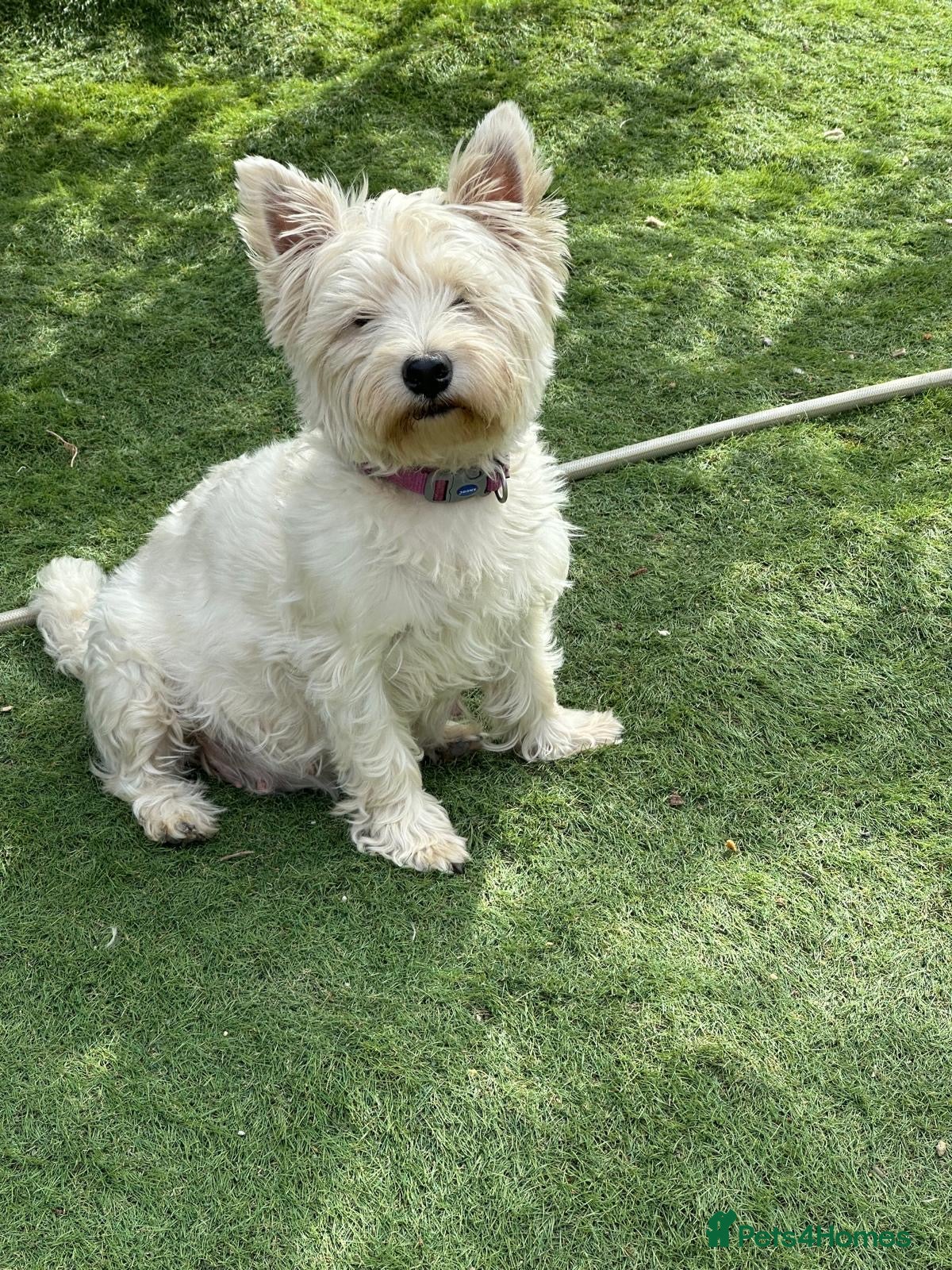 West Highland Terrier dogs West highland white terrier male puppy - Advert 5