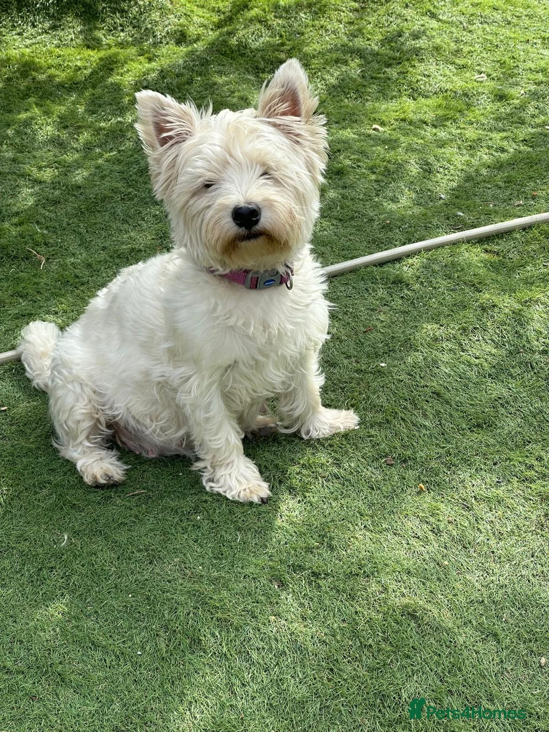 West Highland Terrier dogs for sale: West highland white terrier male puppy in Hayling Island - Advert 1