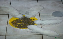 Maltese dogs for sale: Maltese puppies - Image 9