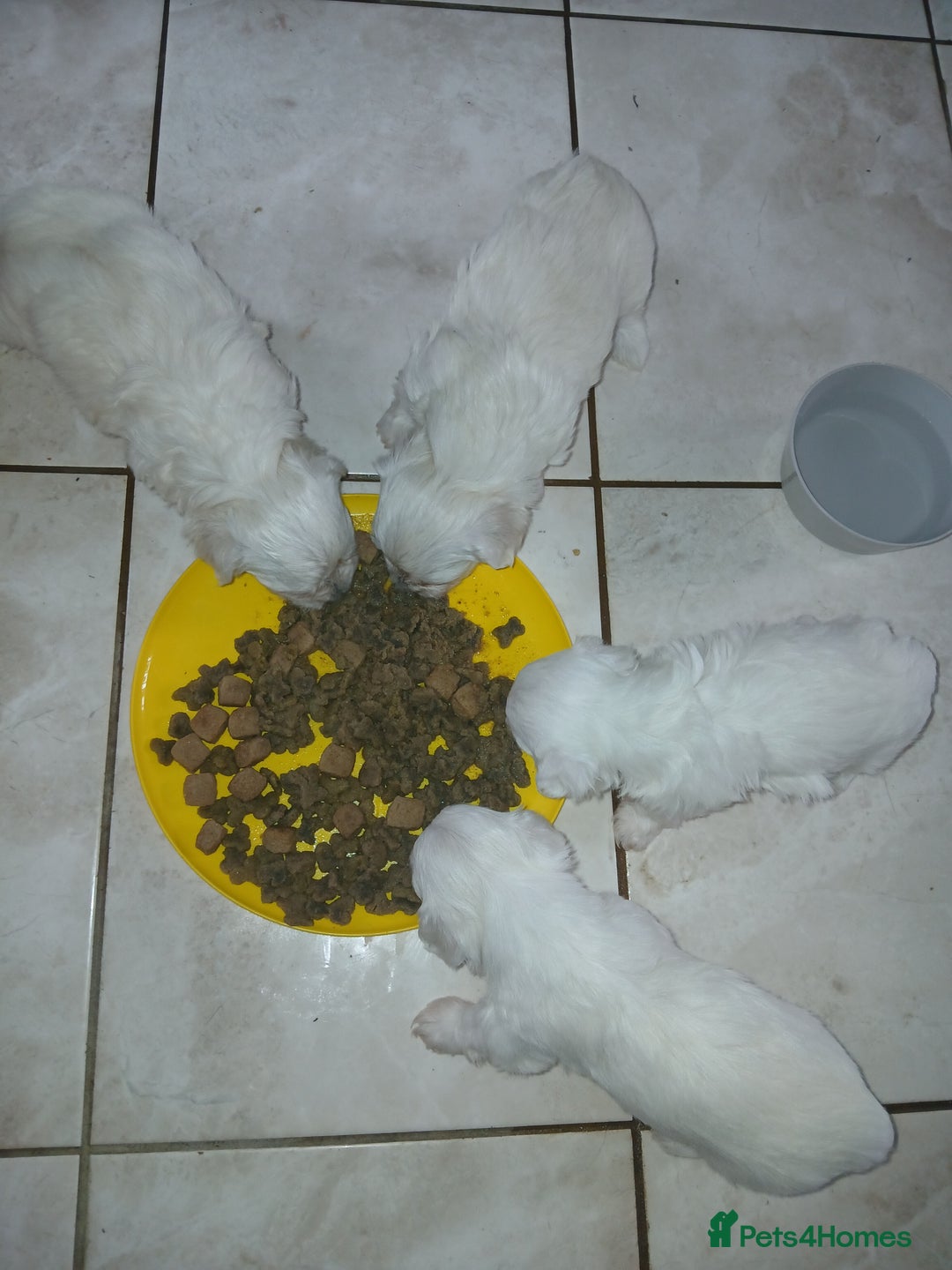 Maltese dogs for sale: Maltese puppies - Image 9