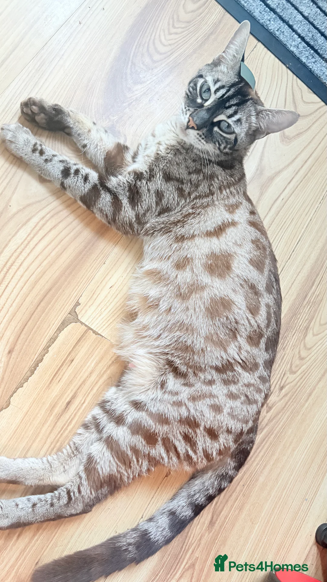Mixed Breed cats for sale: Ready now half bengals  in Watford - Advert 2