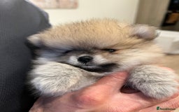 Pomeranian dogs for sale: 2 Pomeranian female puppies available  - Image 18
