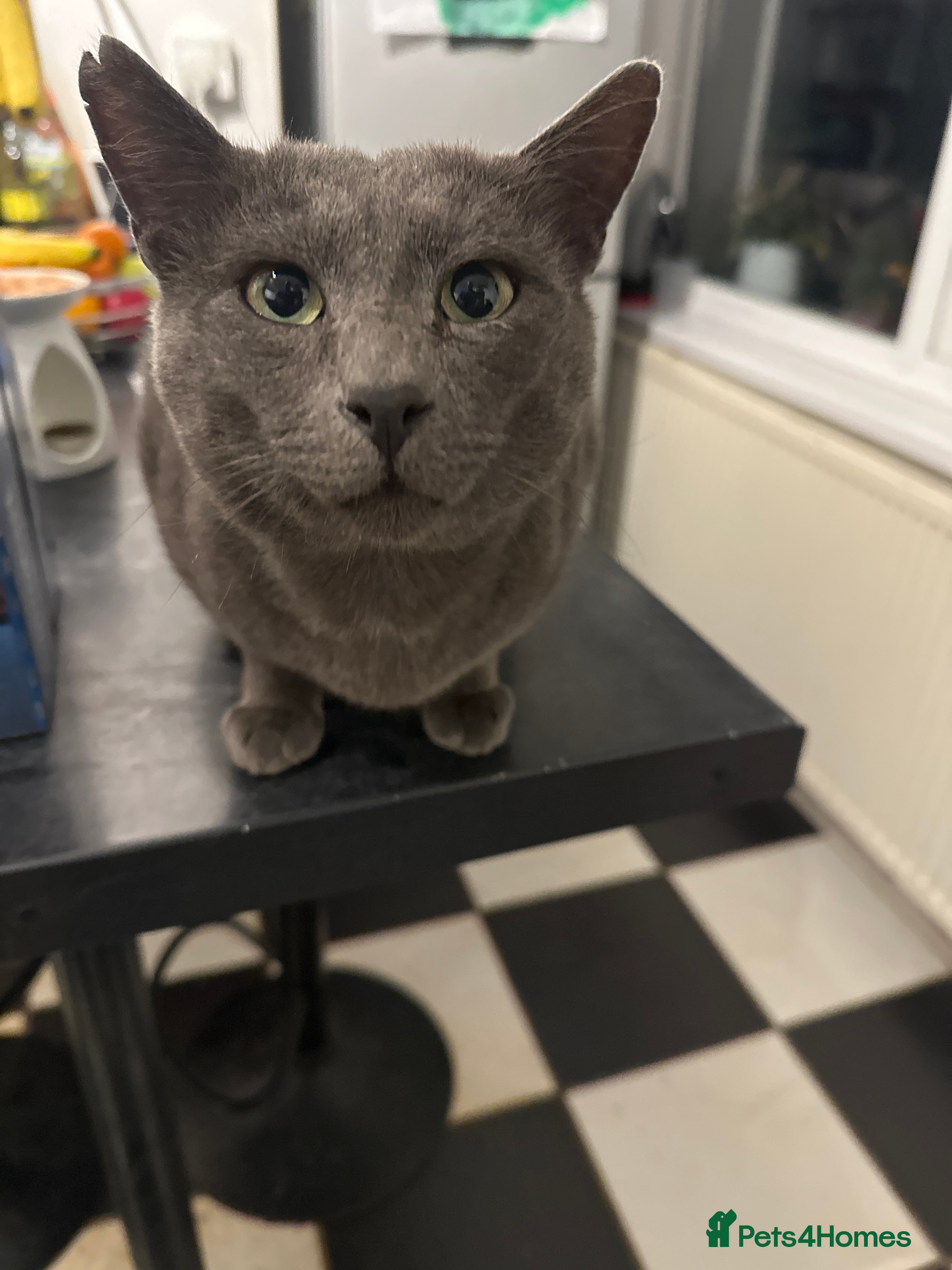 Mixed Breed cats Beautiful intact boy for rehoming - Advert 9