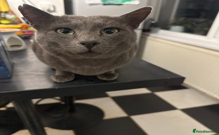 Mixed Breed cats - Advert 9
