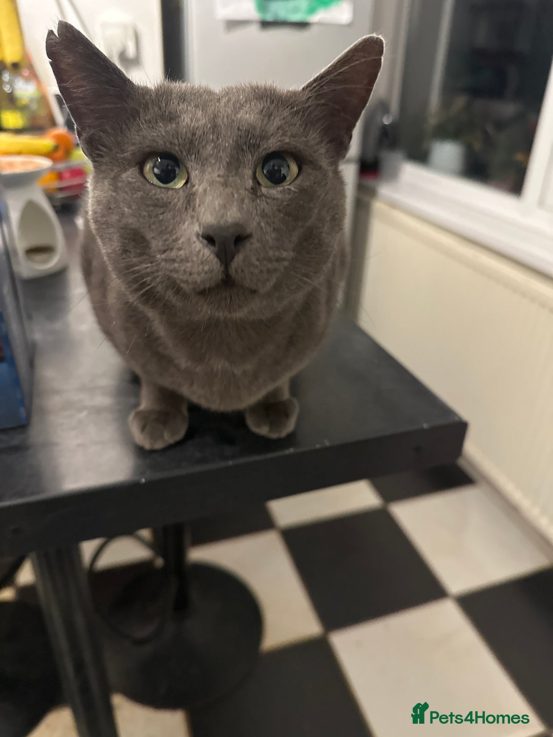 Mixed Breed cats for sale: Beautiful intact boy for rehoming - Image 1