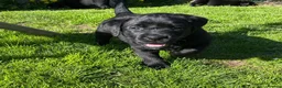 Labrador Retriever dogs for sale: 5* LICENCED LABRADOR BREEDER kc registered  - Advert 11
