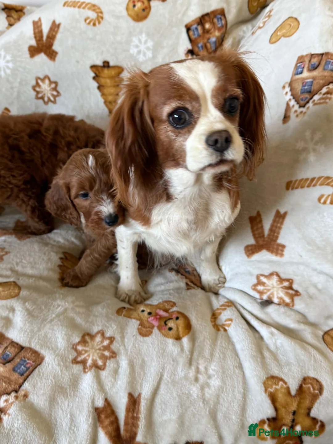 Cavapoo dogs for sale: Adorable F1 Cavapoo Puppies Ready for Loving home - Advert 29