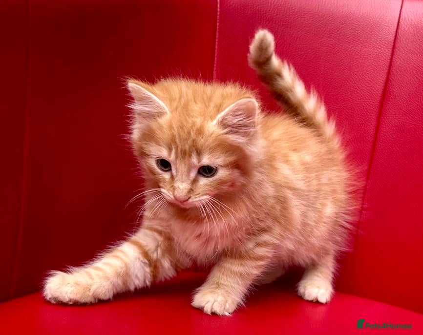 Mixed Breed cats Big Litter Big Love ❤️  - Advert 1