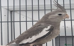 Cockatiels birds for sale: Baby male cockatiels for sale - Image 5