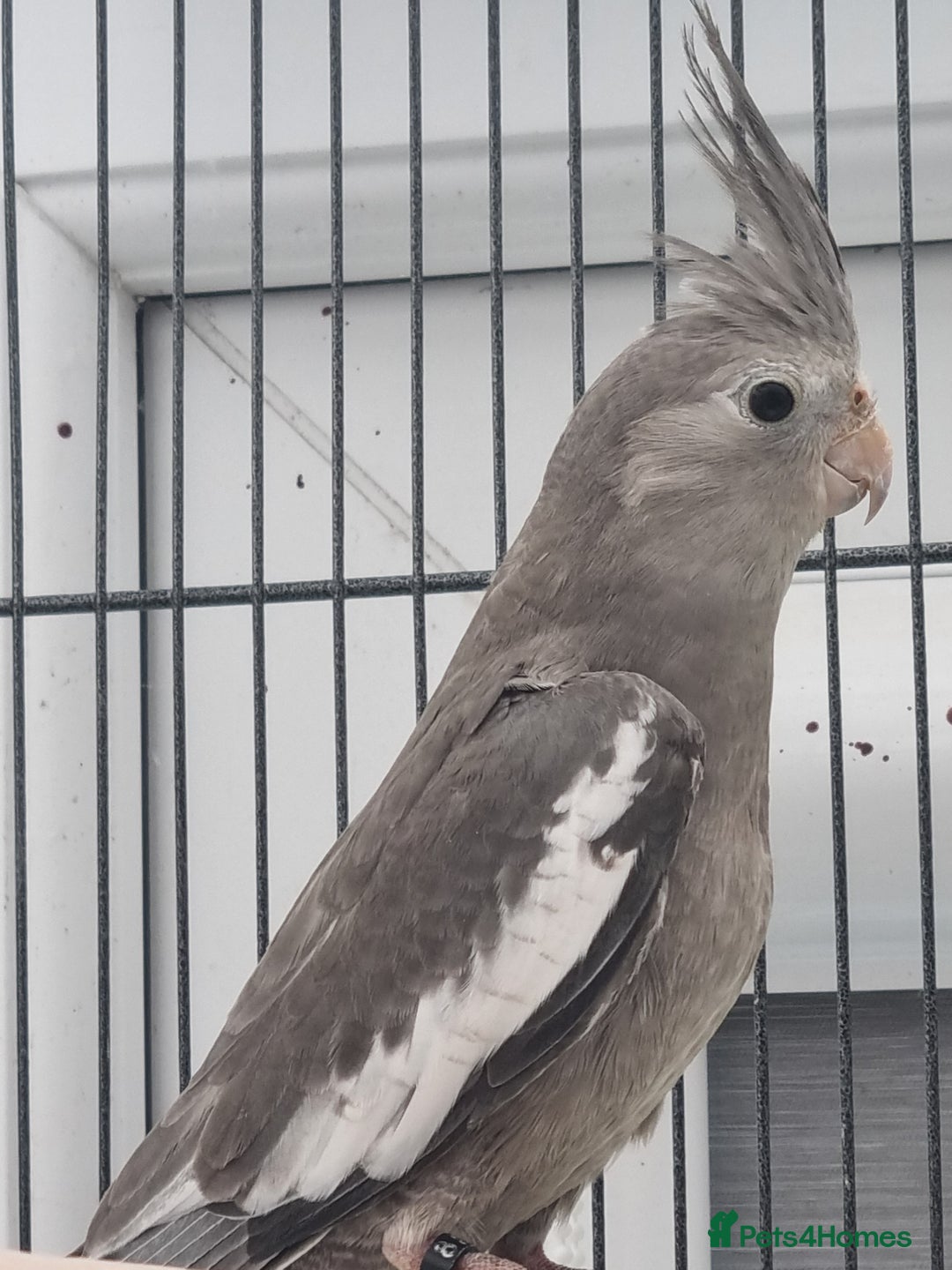 Cockatiels birds for sale: Baby male cockatiels for sale - Image 5