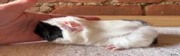 Guinea Pig rodents for sale: Baby Guinea Pigs  - Advert 4