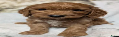Cockapoo 1