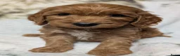Cockapoo dogs for sale: Quality DNA Clear Cockapoo Puppies  - Advert 22