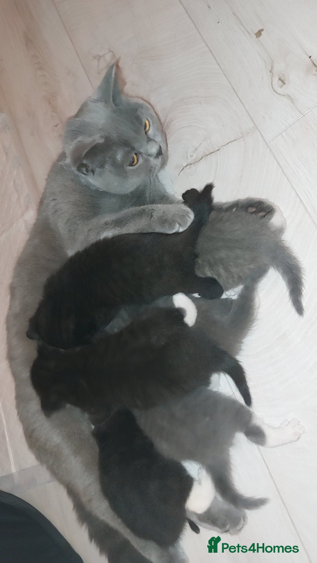 British Shorthair cats for sale: Twelve British short-haired mixed breed - Advert 4