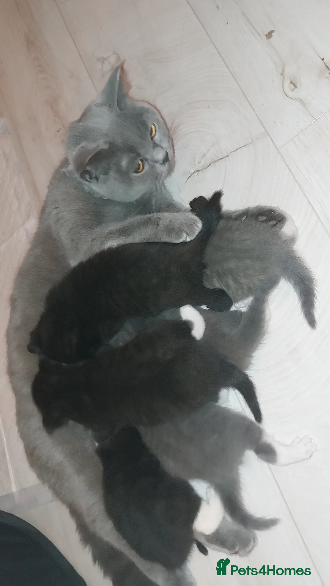 British Shorthair cats for sale: REDUCED !!!! FIVE British short-haired mixed breed - Advert 4