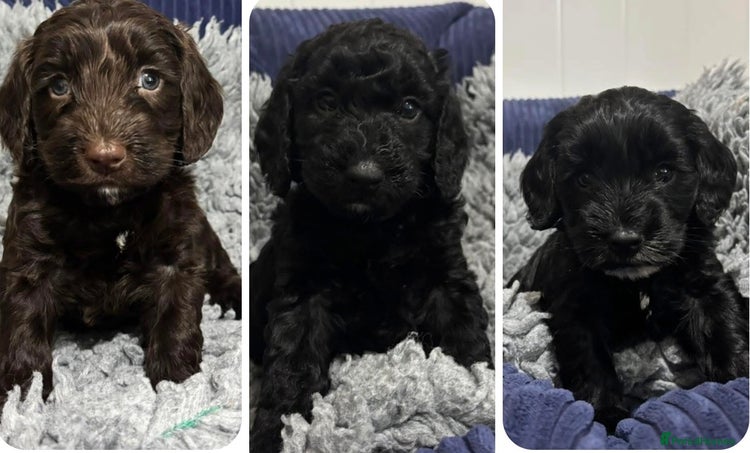 Cockapoo dogs - Advert 11