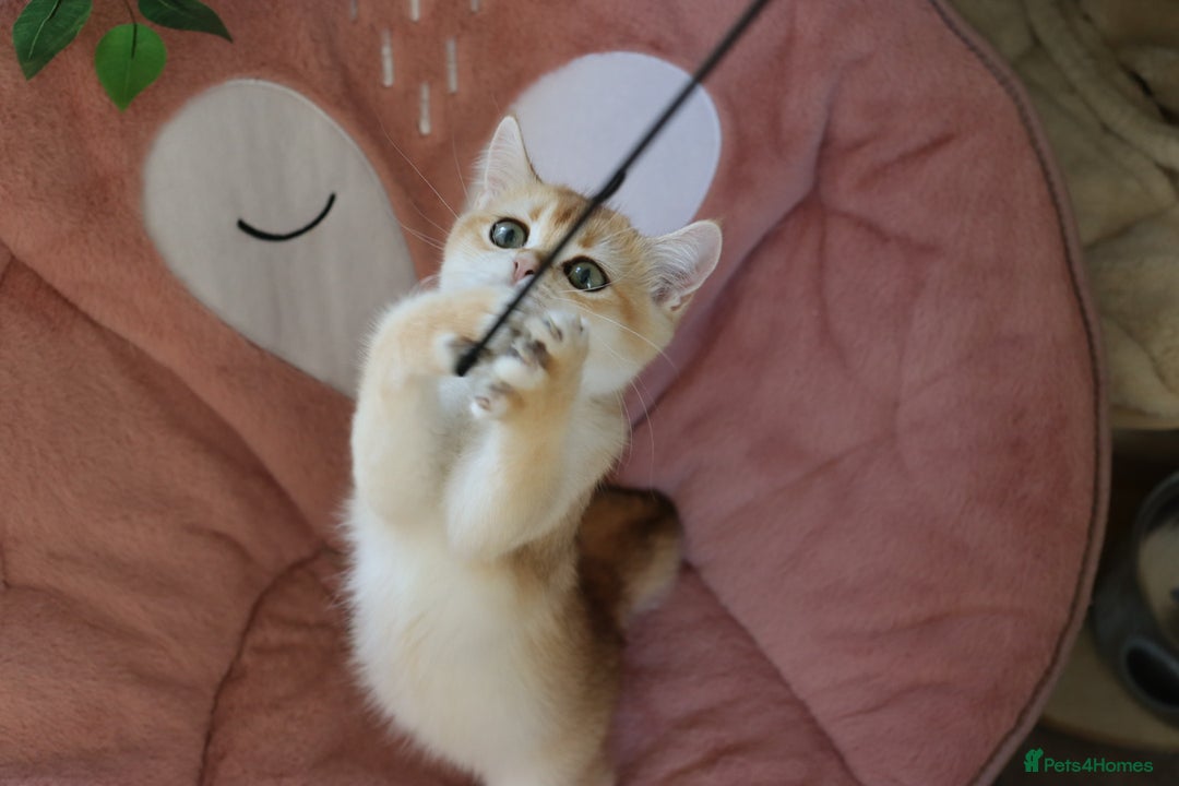British Shorthair cats for sale: Ready CH Bloodlines BSH TICA registered kittens in Feltham - Image 14
