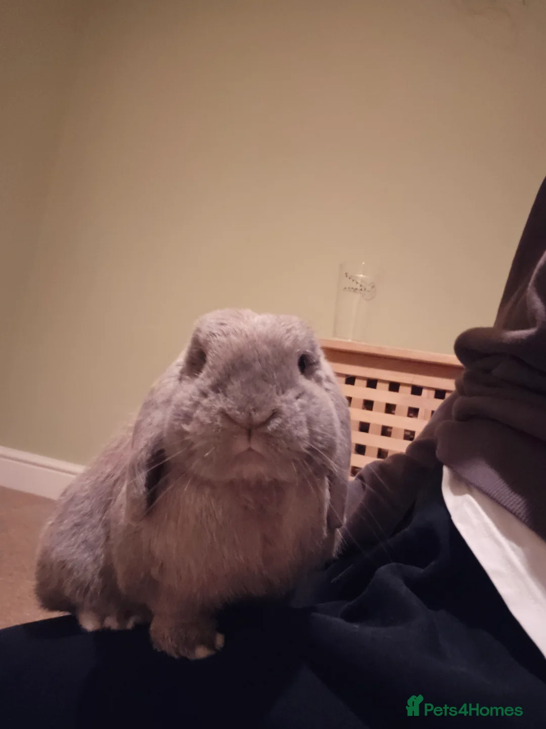 Mini Lop rabbits for sale: Bear, 3.5 year old male rabbit - rehoming  - Advert 6
