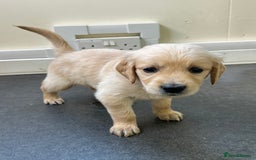 Golden Retriever dogs for sale: Golden retriever puppies for sale  - Image 23