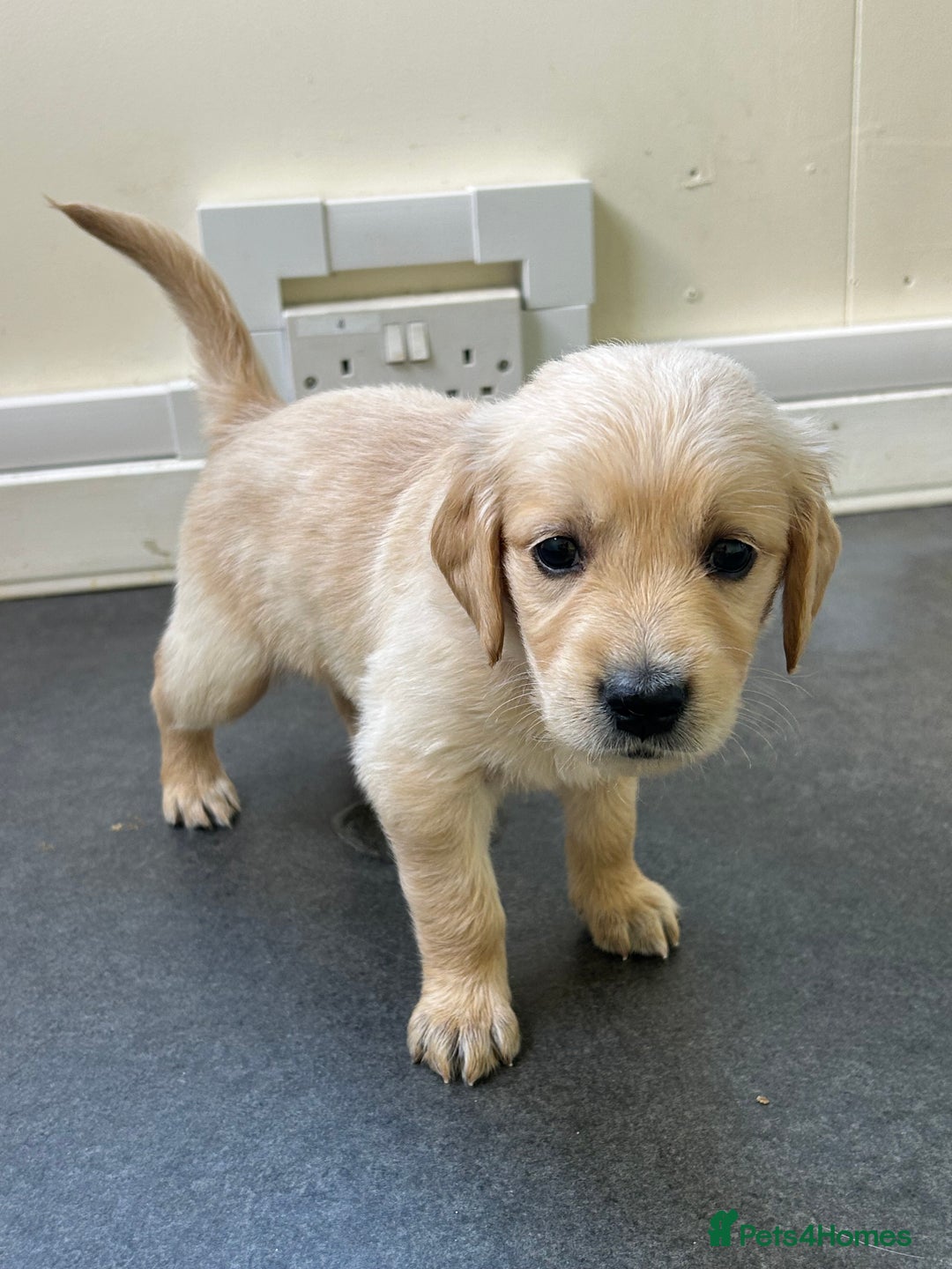 Golden Retriever dogs for sale: Golden retriever puppies for sale  - Image 23